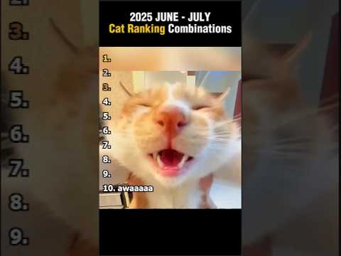 Видео: Рейтинговые комбинации кошек за июнь-июль 2025 г.