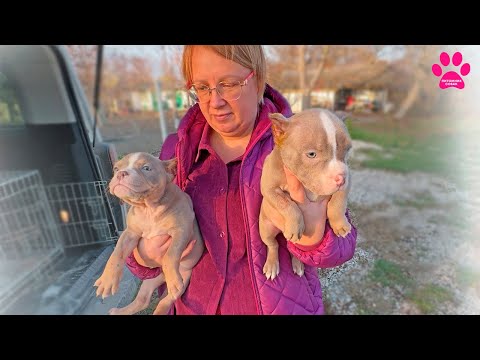 Видео: Эти щенки уже НИКОГДА не будут прежними!😱Им ОТРЕЗАЛИ ушки! ✂️Гоша теперь работает со щенками!