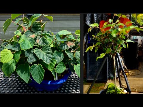 Видео: Простая обрезка над красными почками Tosa Mizuki Bonsai Бутоны не всегда красные. ・Личинки