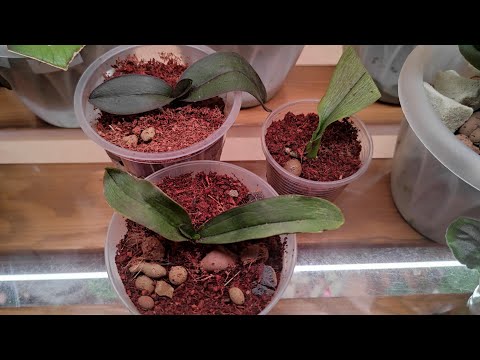 Видео: 13.12.20.посадка ОРХИДЕЙ реанимашек  в кокосовый субстрат..
