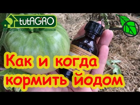 Видео: ПОДКОРМКА ЙОДОМ РАСТЕНИЙ: кто любит, кто не любит, кому надо, кому нельзя. Что дает подкормка йодом.