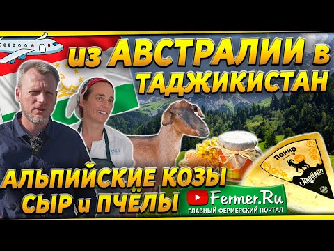 Видео: Как австралийцы разводят альпийских коз в Таджикистане. Доильный зал для коз и сыр из козьего молока