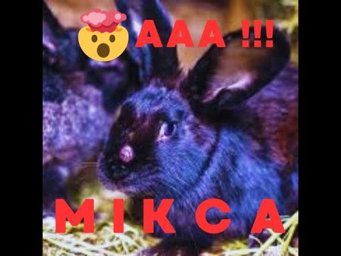 Видео: МІКСОМАТОЗ