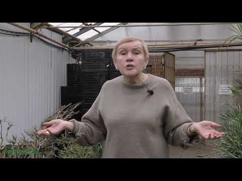 Видео: Какие комнатные растения лучше зимуют в прохладе.