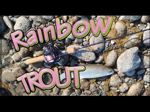 Видео: Радужная форель в предгорье Азербайджана.