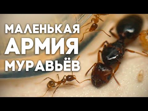 Видео: ЗАВЁЛ МАЛЕНЬКУЮ АРМИЮ МУРАВЬЁВ! Заселение колонии Pheidole pallidula в новую ферму! \\ Димон и пумба
