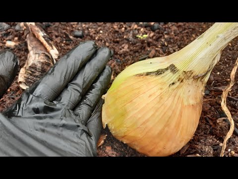 Видео: ПОСЕВ ЛУКА НА РАССАДУ/ ЛУК ЭКСИБИШЕН/ЛУК ЯЛТИНСКИЙ #лукнарассаду #деревня #семена #огород #обзор