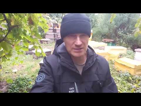 Видео: Ловушки для Ос Як боротися з Осами на пасіці чи на винограді