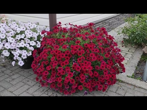 Видео: Петуния серии Тайдал - самая мощная и  устойчивая в моём дворике 🌺🌺🌺🌺
