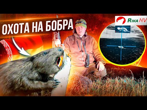 Видео: Охота на вредителей! Регулируем численность бобра в Беларуси.