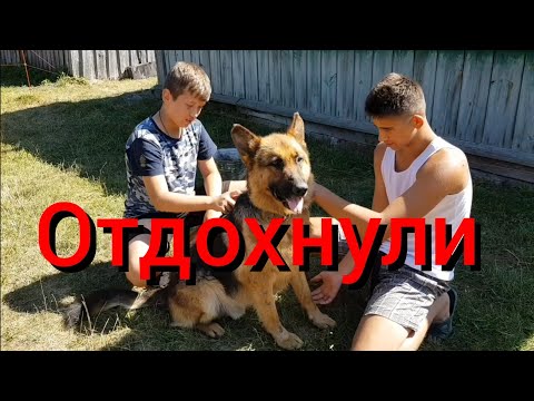 Видео: День , который посвятили детям и животным . Игры с детьми , прогулки с животными , уход за зверями