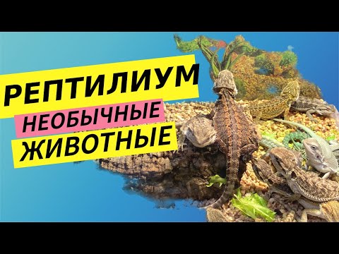 Видео: РЕПТИЛИУМ 8.10.2023