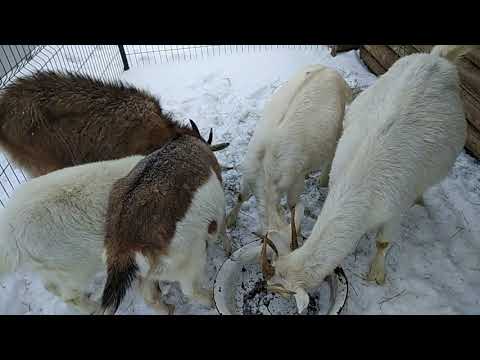 Видео: Почему я люблю зимние окоты? Сколько коза должна давать молока?