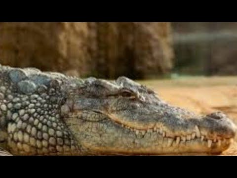 Видео: НИЛЬСКИЙ КРОКОДИЛ!🐊
