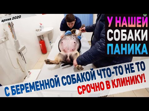 Видео: Странное поведение у беременной собаки! Мы в недоумении. Едем в клинику!