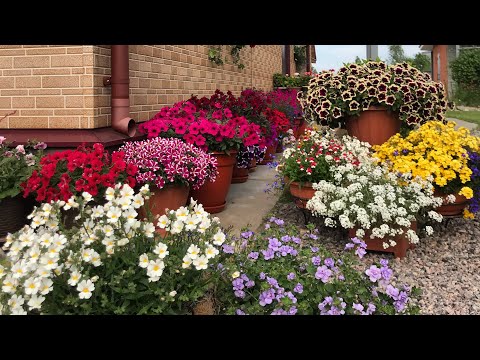 Видео: 🌺ЦВЕТОЧНАЯ КРАСОТА🌺 Обзор Петунии и Пеларгонии 🌺