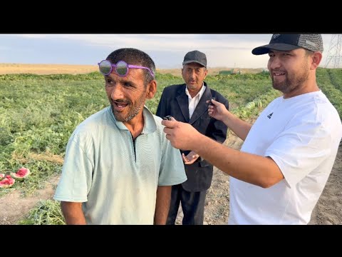 Видео: КУЛМОКДАН КОТИБ КОЛАСИЗ ТАРБУЗ ПОЛЯДА ХАШАРГА КЕЛДИК