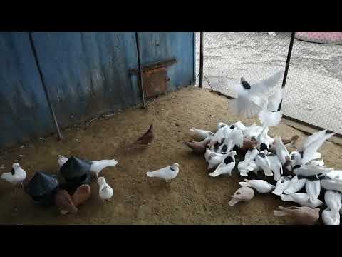 Видео: 24 ноября 2024 г.