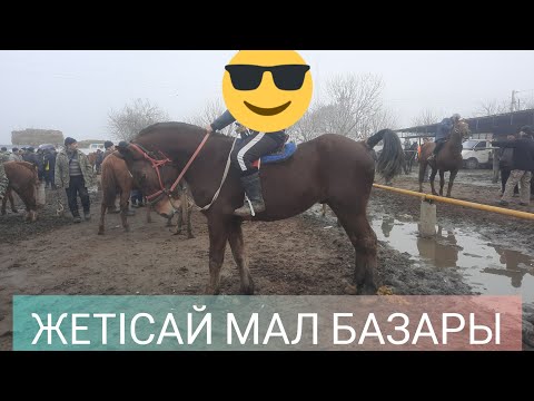 Видео: Жетісай мал базары. ҚҰНАН, ДӨНЕН, КОКПАР АТТАРДЫҢ БАҒАСЫ.