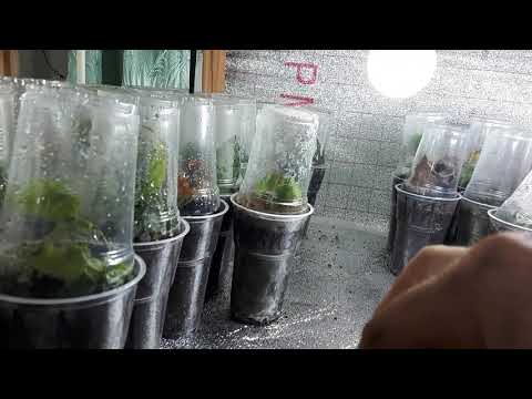 Видео: Размножение ежевики стеблевыми черенками,  спустя три месяца. Каламбия гиант и Каламбия Санрайз.