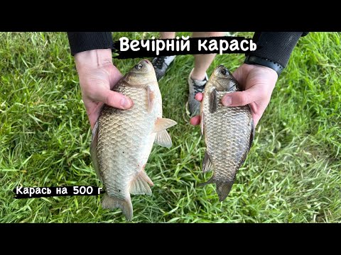 Видео: Вечірня риболовля/ вечірні карасі/ Південний Буг