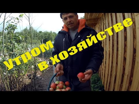Видео: УТРОМ в ХОЗЯЙСТВЕ за 15 МИНУТ // ХОЗЯЙСТВО в ДЕРЕВНЕ