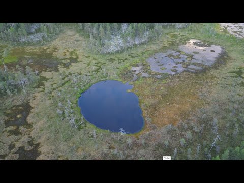 Видео: Они сожрут тебя заживо в лесу, если ты не спрячешься!