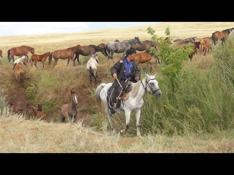 Видео: Светлогорский табун в Августе.