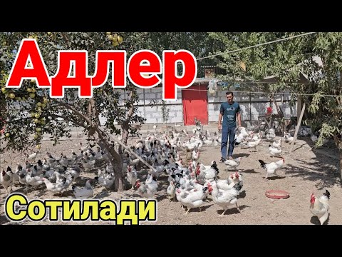 Видео: Ёш Адлер товуклари сотилади