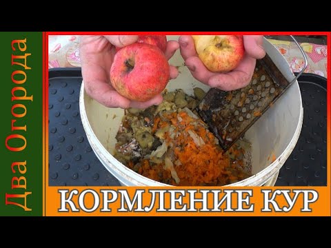 Видео: Кормление кур по деревенски.