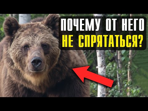 Видео: Почему спрятаться от Бурого Медведя в лесу невозможно: Он видит, слышит и чует даже запах пота
