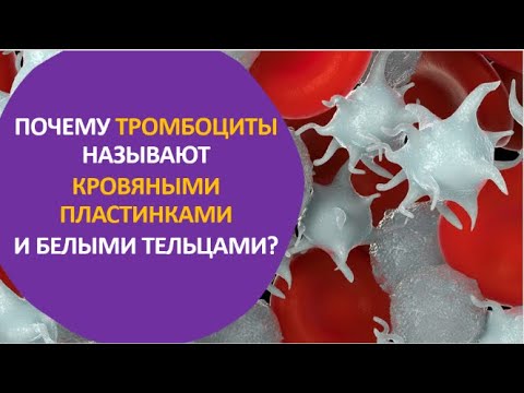 Видео: 21. Почему тромбоциты называют кровяными пластинками и белыми тельцами?