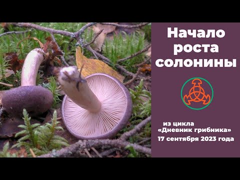 Видео: Начало роста солонины. Дневник грибника 17 сентября 2023 года.