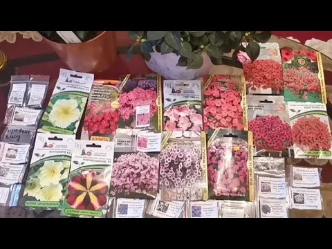 Видео: Петуния🌸которую я выбрала для выращивания в 2021году. Сроки посева. Условия выращивания.