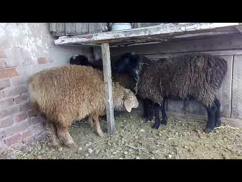 Видео: Эдильбаевская порода овец, сравнение эдильбаевской и безпородных ярочек, живой вес.