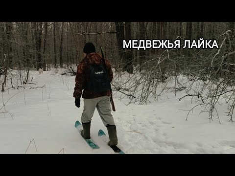 Видео: КАРЕЛЬСКАЯ МЕДВЕЖЬЯ ЛАЙКА/ ТОВАРИЩ ПРИВЕЗ СОБАКУ ЗА 95 ТЫСЯЧ/