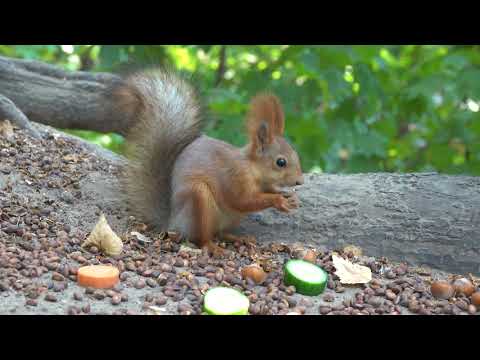 Видео: О белках и блогерах / About squirrels and bloggers