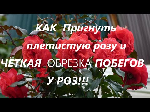 Видео: КАК  Пригнуть ПЛЕТИСТУЮ  розу и ЧЁТКАЯ  ОБРЕЗКА ПОБЕГОВ У РОЗ !!! НИЖНИЙ НОВГОРОД.
