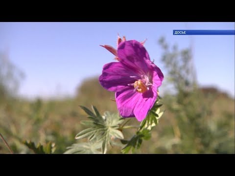 Видео: Заповеднику «Белогорье» 95 лет