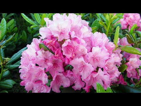 Видео: Как правильно выращивать рододендроны