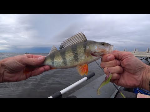 Видео: ЛОВЛЯ ОКУНЯ НА ОТВОДНОЙ ПОВОДОК, НИЧЕГО СЕБЕ РАЗВЕДКА!