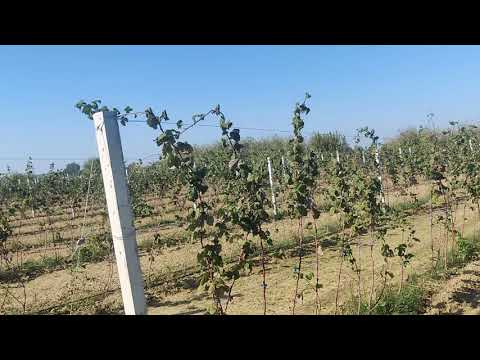 Видео: Крупноплодная малина и ежевика на Кубани. Начало.