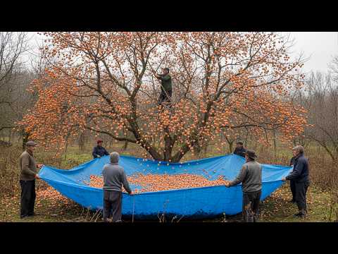 Видео: Не пропустите это секретное лекарство из дикой хурмы — рецепт Дошаб