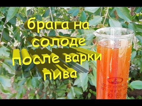 Видео: Брага на солоде после варки двух сортов пива. Бельгийский эль и темное пиво.