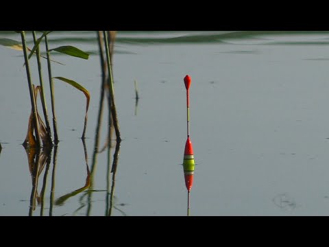 Видео: Крупный карась на поплавок.  Карась на червя с лодки