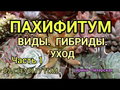 Видео: Пахифитум. Виды. Гибриды. Уход.