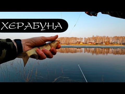 Видео: КАРАСЬ прямо из-подо льда!