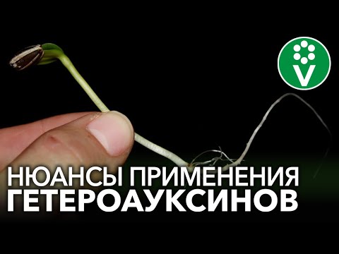 Видео: НЕ ИСПОЛЬЗУЙТЕ КОРНЕВИН И ГЕТЕРОАУКСИН, пока не посмотрите это видео! Важные особенности применения