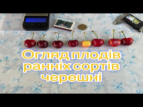 Видео: Огляд плодів ранніх сортів черешні