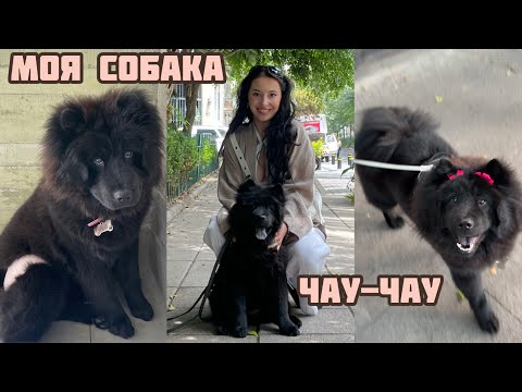 Видео: ОБЗОР НА СОБАКУ: Чау-чау | Характер, уход и особенности породы | Личный опыт
